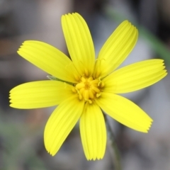 Microseris walteri (Yam Daisy, Murnong) at Beechworth, VIC - 29 Oct 2023 by KylieWaldon