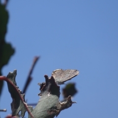 Acrodipsas myrmecophila (Small Ant-blue Butterfly) at Symonston, ACT - 29 Oct 2023 by Mike