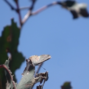 Acrodipsas myrmecophila at suppressed - 29 Oct 2023