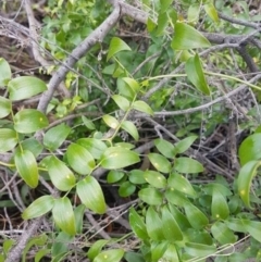 Asparagus asparagoides (Bridal Creeper, Florist's Smilax) at Majura, ACT - 31 Oct 2023 by Steve818