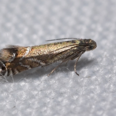 Glyphipterix palaeomorpha (A Gem moth (Gliphypterigidae)) by DianneClarke
