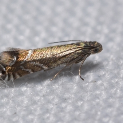 Glyphipterix palaeomorpha (A Gem moth (Gliphypterigidae)) at Jerrabomberra, NSW - 29 Oct 2023 by DianneClarke