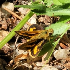 Ocybadistes walkeri at Lyneham, ACT - 1 Nov 2023 10:41 AM