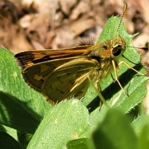 Ocybadistes walkeri at Lyneham, ACT - 1 Nov 2023 10:41 AM