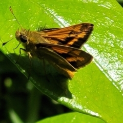 Ocybadistes walkeri at Lyneham, ACT - 1 Nov 2023 10:41 AM