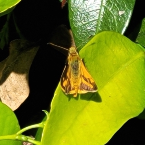 Ocybadistes walkeri at Lyneham, ACT - 1 Nov 2023 10:41 AM