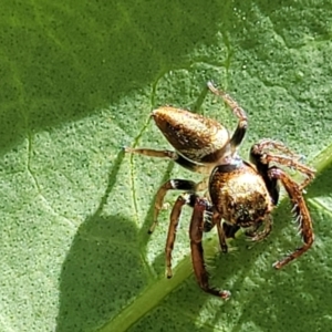 Opisthoncus grassator at Lyneham, ACT - 1 Nov 2023