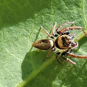 Opisthoncus grassator at Lyneham, ACT - 1 Nov 2023