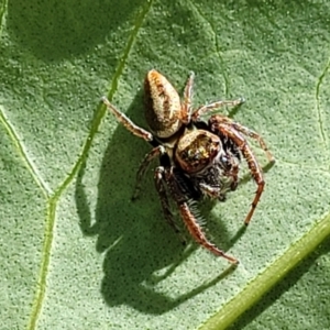 Opisthoncus grassator at Lyneham, ACT - 1 Nov 2023