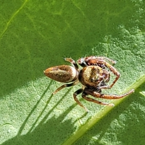 Opisthoncus grassator at Lyneham, ACT - 1 Nov 2023