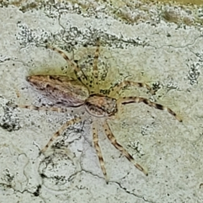 Helpis minitabunda (Threatening jumping spider) at Lyneham, ACT - 31 Oct 2023 by trevorpreston