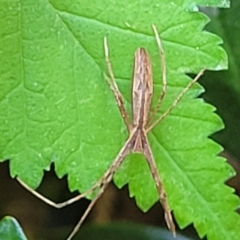 Asianopis sp. (genus) (Net-casting spider) at Sullivans Creek, Lyneham South - 1 Nov 2023 by trevorpreston