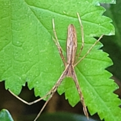 Asianopis sp. (genus) (Net-casting spider) at Lyneham, ACT - 1 Nov 2023 by trevorpreston