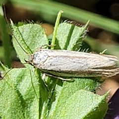 Philobota chionoptera (A concealer moth) at Sullivans Creek, Lyneham South - 1 Nov 2023 by trevorpreston