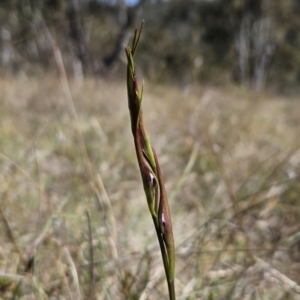 Diuris dendrobioides at suppressed - suppressed