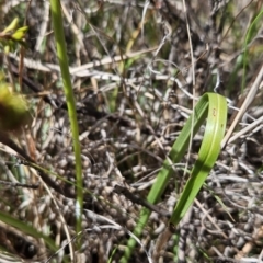 Diuris dendrobioides at suppressed - suppressed