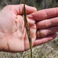 Diuris dendrobioides at suppressed - 1 Nov 2023