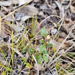 Bursaria spinosa at Tuggeranong, ACT - 1 Nov 2023