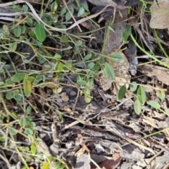 Hovea heterophylla (Common Hovea) at Tuggeranong, ACT - 31 Oct 2023 by BethanyDunne