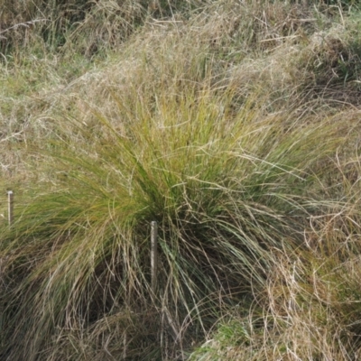 Poa labillardierei (Common Tussock Grass, River Tussock Grass) at Richardson, ACT - 15 Jul 2023 by MichaelBedingfield