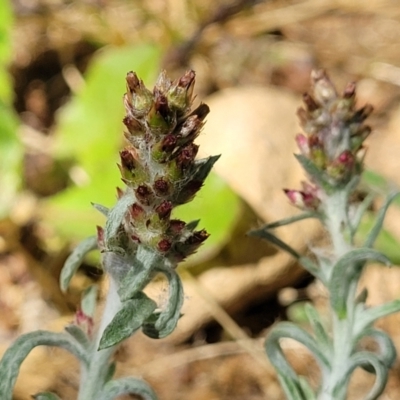 Gamochaeta calviceps (Narrowleaf Purple Everlasting) at Lyneham, ACT - 1 Nov 2023 by trevorpreston