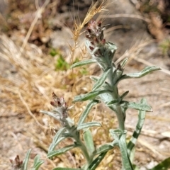 Gamochaeta calviceps at Lyneham, ACT - 1 Nov 2023 11:57 AM