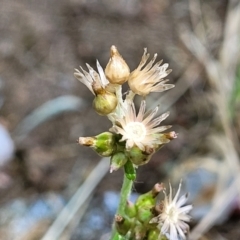 Gamochaeta purpurea (Purple Cudweed) at Lyneham, ACT - 1 Nov 2023 by trevorpreston