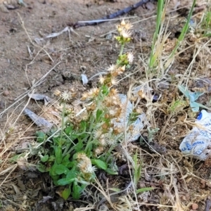 Gamochaeta impatiens at Sullivans Creek, Lyneham South - 1 Nov 2023