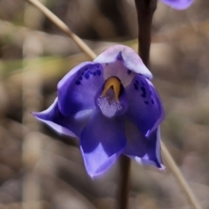 Thelymitra x truncata at Captains Flat, NSW - 1 Nov 2023