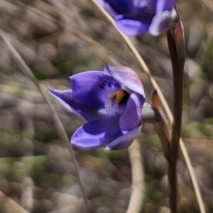 Thelymitra x truncata at Captains Flat, NSW - 1 Nov 2023