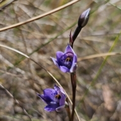 Thelymitra x truncata at Captains Flat, NSW - 1 Nov 2023