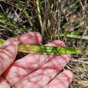 Thelymitra x truncata at Captains Flat, NSW - 1 Nov 2023