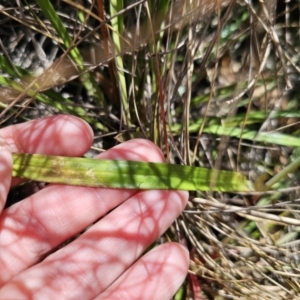 Thelymitra x truncata at Captains Flat, NSW - 1 Nov 2023