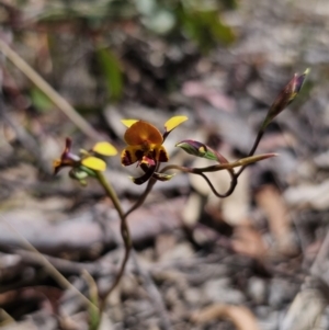 Diuris semilunulata at Captains Flat, NSW - 1 Nov 2023