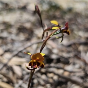 Diuris semilunulata at Captains Flat, NSW - 1 Nov 2023