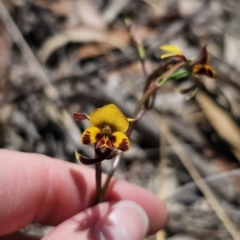 Diuris semilunulata at Captains Flat, NSW - 1 Nov 2023