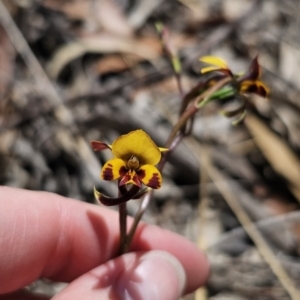 Diuris semilunulata at Captains Flat, NSW - 1 Nov 2023