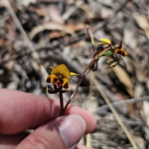 Diuris semilunulata at Captains Flat, NSW - 1 Nov 2023