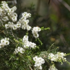 Melaleuca linariifolia at Ormiston, QLD - 31 Oct 2023 by PJH123
