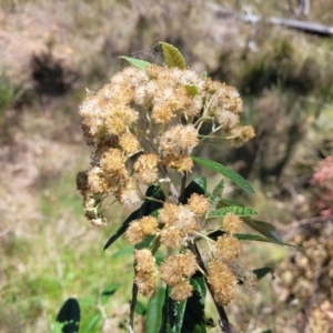 Olearia lirata at Canberra Central, ACT - 1 Nov 2023