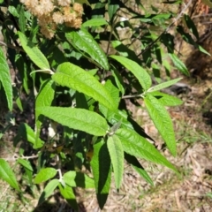 Olearia lirata at Canberra Central, ACT - 1 Nov 2023