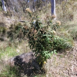 Olearia lirata at Canberra Central, ACT - 1 Nov 2023