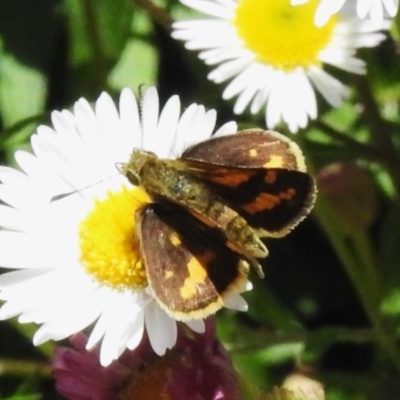 Ocybadistes walkeri (Green Grass-dart) at Wanniassa, ACT - 1 Nov 2023 by JohnBundock