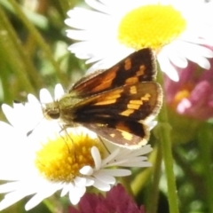 Ocybadistes walkeri at Wanniassa, ACT - 1 Nov 2023 12:33 PM