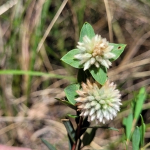 Pimelea linifolia at Canberra Central, ACT - 1 Nov 2023