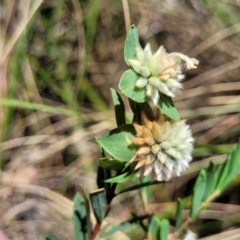 Pimelea linifolia at Canberra Central, ACT - 1 Nov 2023