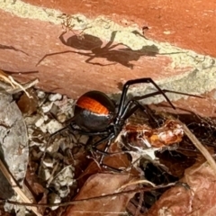 Latrodectus hasselti at Aranda, ACT - 1 Nov 2023 10:23 AM