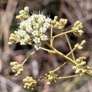 Astrotricha ledifolia at Canberra Central, ACT - 1 Nov 2023