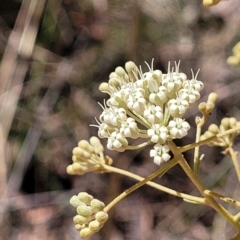 Astrotricha ledifolia at Canberra Central, ACT - 1 Nov 2023