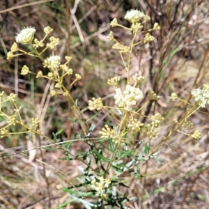 Astrotricha ledifolia at Canberra Central, ACT - 1 Nov 2023